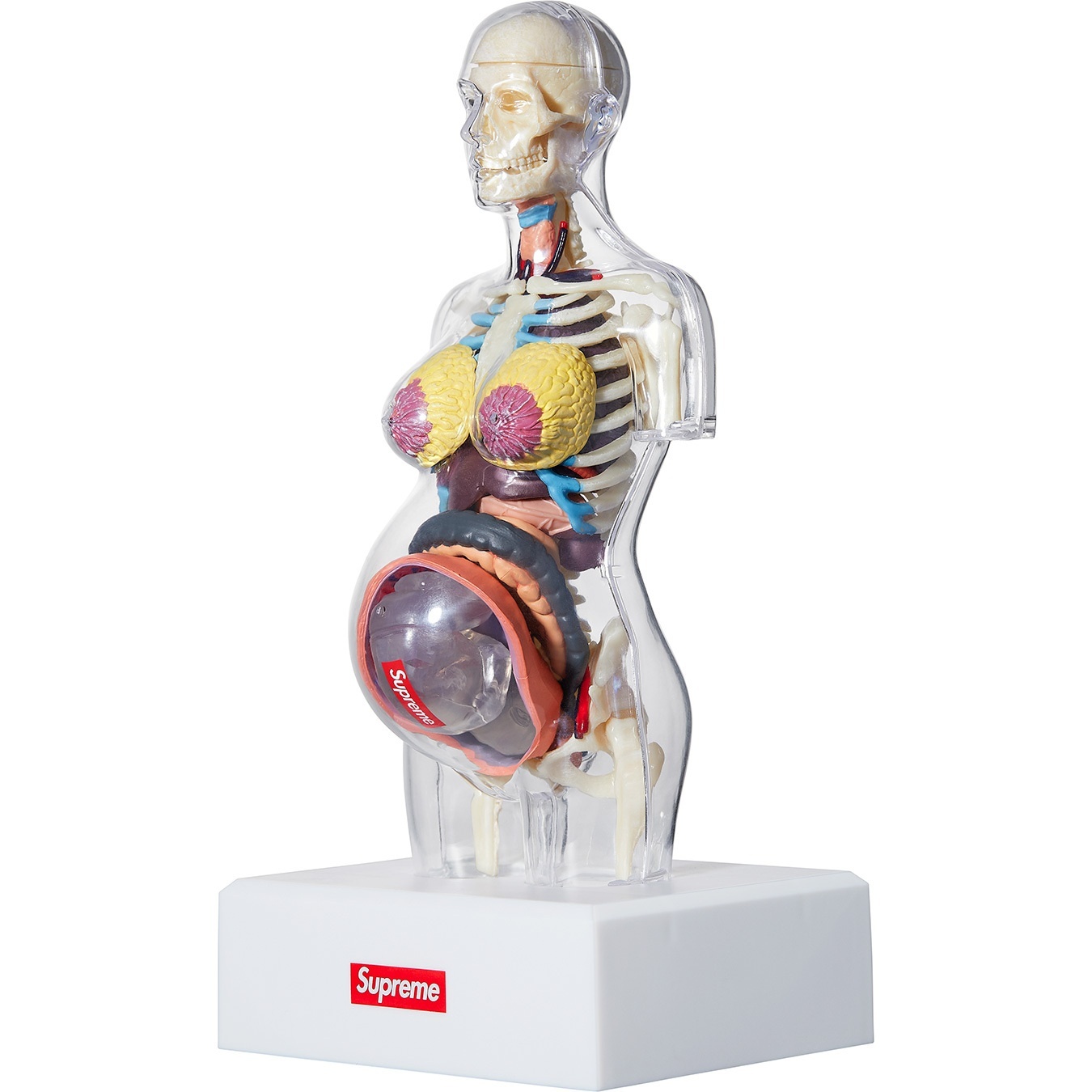 Female Anatomy Model view 2